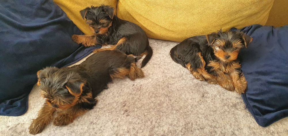 Мини йоркширски териер-3 бр., момчета, баща 1, 800 кг., майка 2 ,800 к