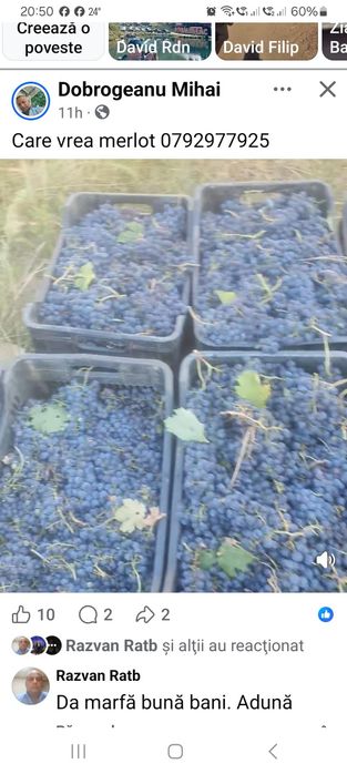 Struguri de vin direct din vie din Vrancea