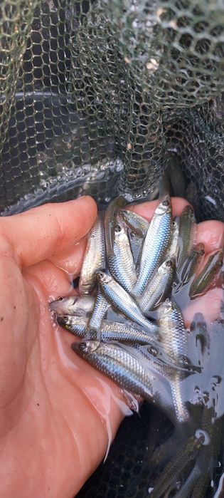 Momeală vie pentru pescuit