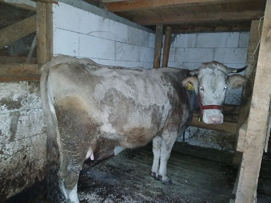 Vând vacă brună românească