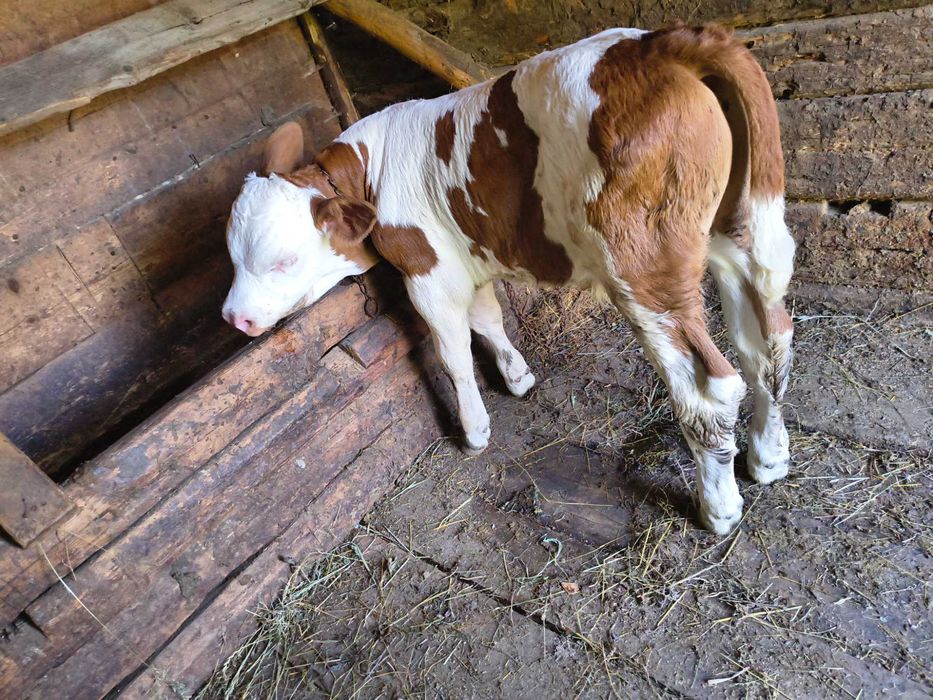 Vaca cu vițel de o săptămână