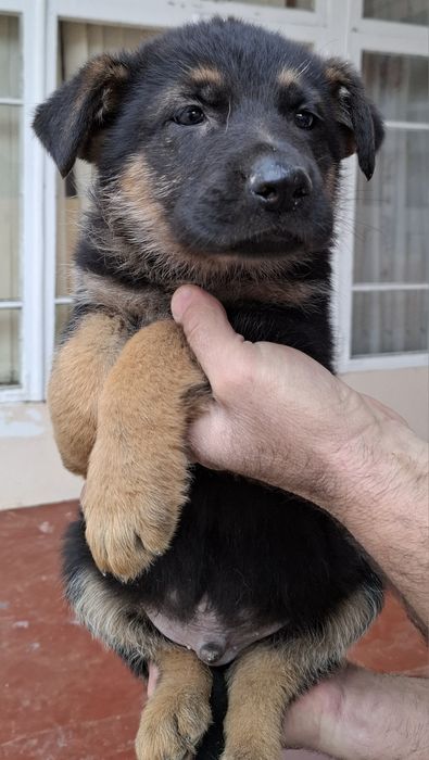 Продаётся щенки немецких овчарок