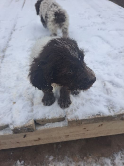 Сабака руски спанель