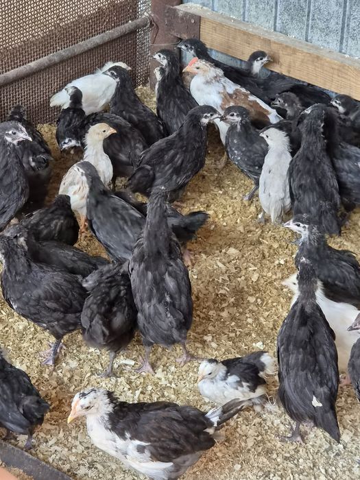 Pui diverse rase 2 luni australorp, labresse, cochinchina