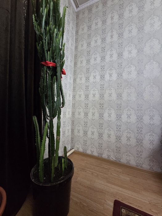 Кактус 2. мтр примерно