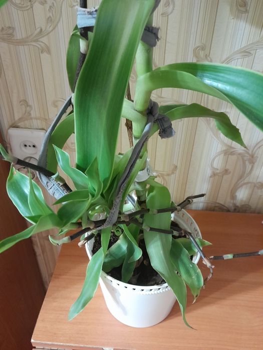 Золотой ус продам