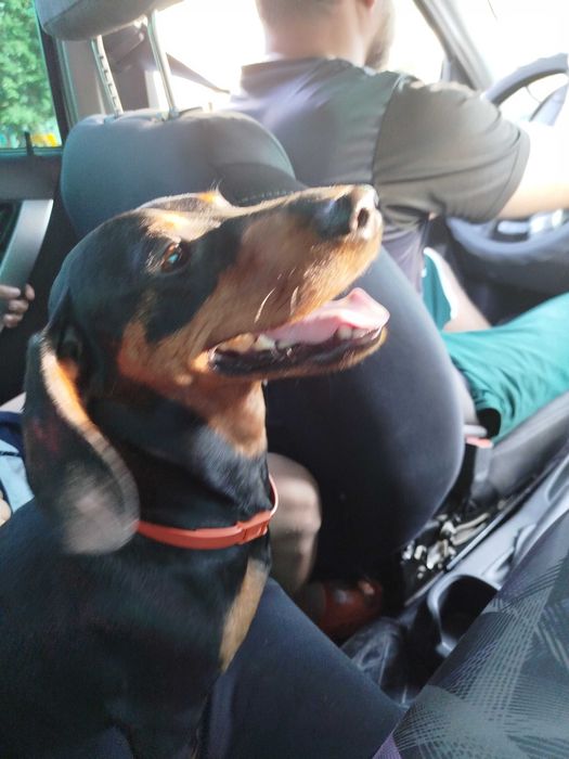 Кабель такса, ищет невесту