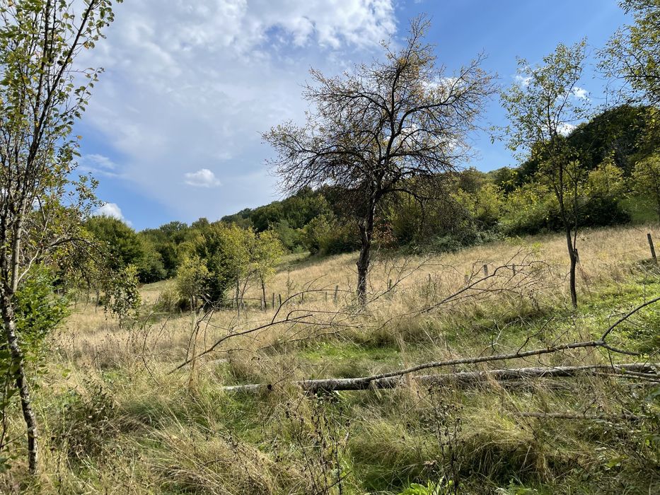 Teren extravilan in com Buces -jud Hunedoara 3648 mCF