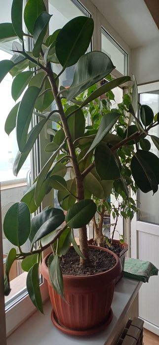 Продам цветы комнатные