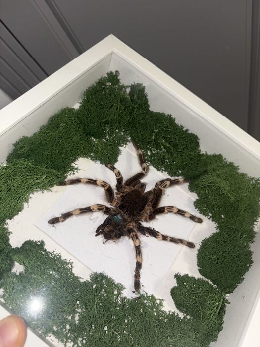 Vand decoratiune speciala tarantula impaiata mare in rama tablou suvenir cadou special insecta exotica cu muschi stabilizat vopsit