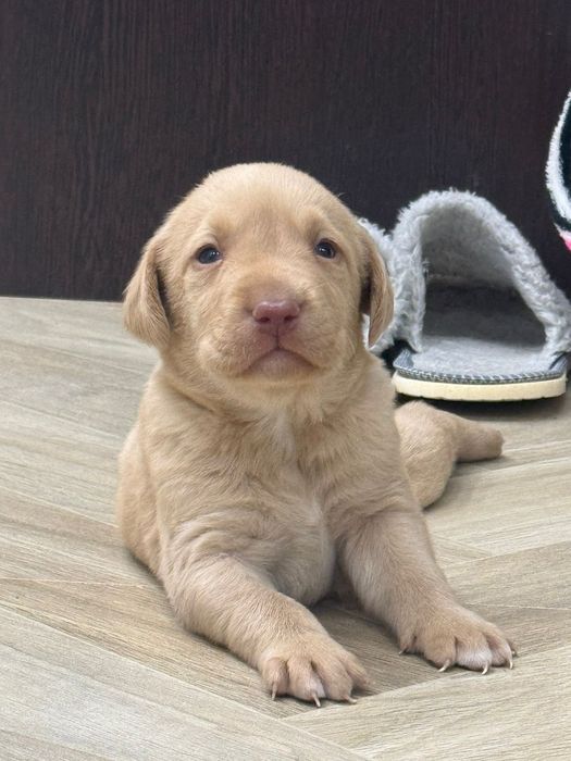 Продам щенков лабрадора