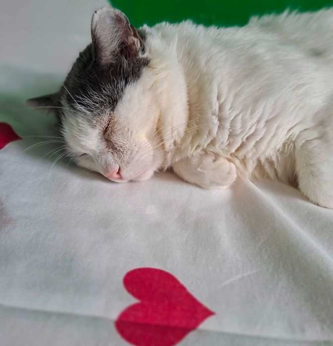 Adoptie pisica cuplu Martafoii, curte, se aduc in tara