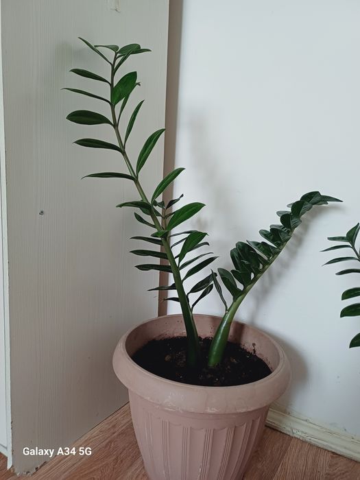 "Замиокулькас" улкен 20000,кишиси 15000