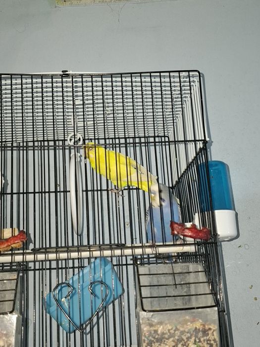 Пара сотилади 300 минг