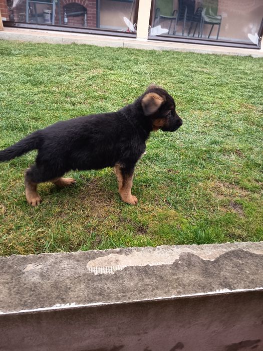 Ciobanesc german cu pedigree