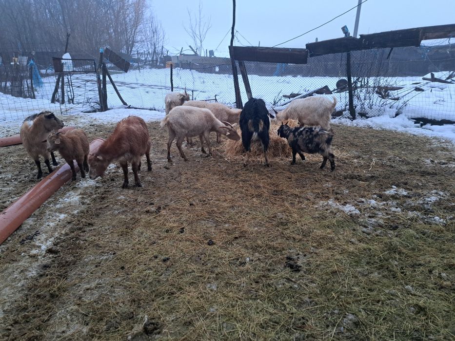 Vând 5 capre,2 țapi si 2 iedute.