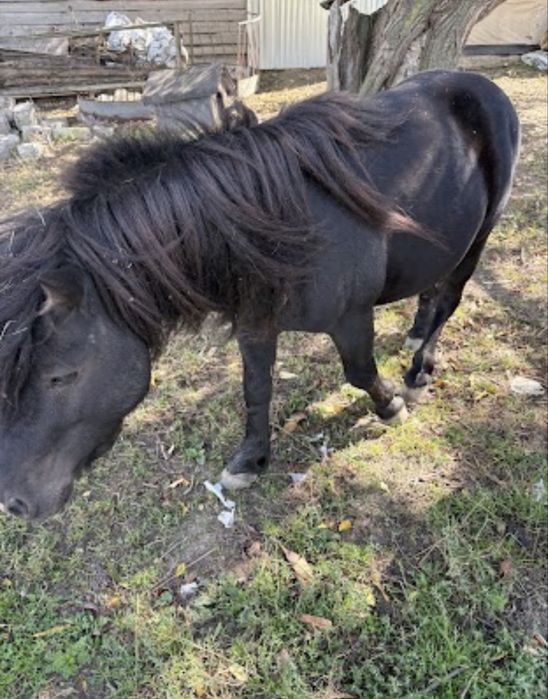 Vând ponei armasar in varsta de 3 ani