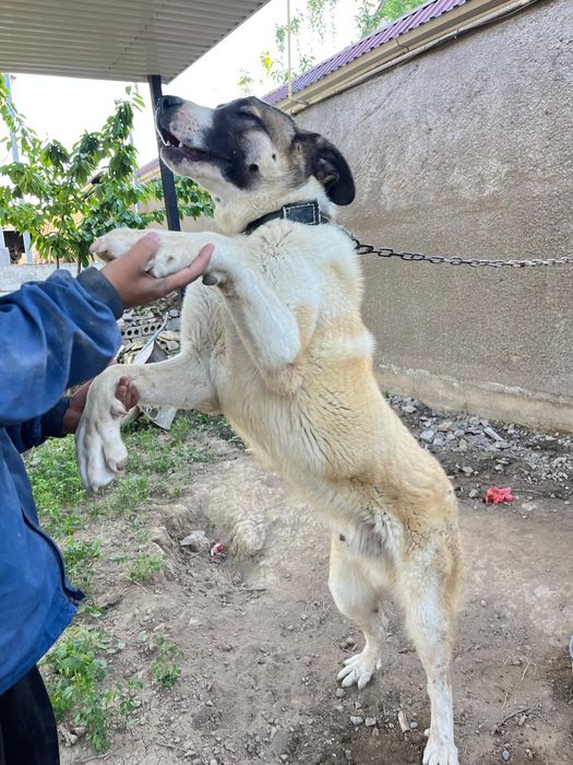 Күшік сатылады 6 айлық. Ит