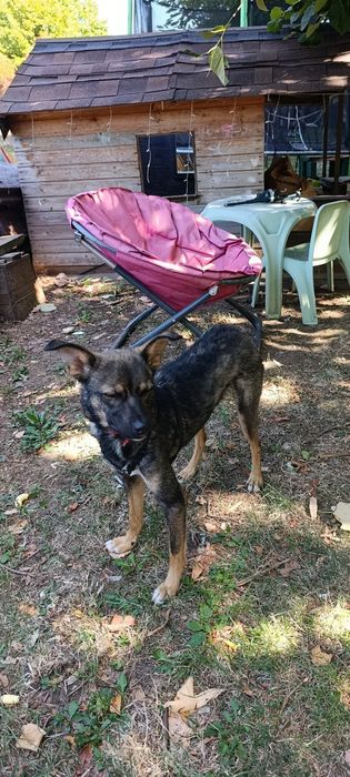 Cățelușă spre adopție