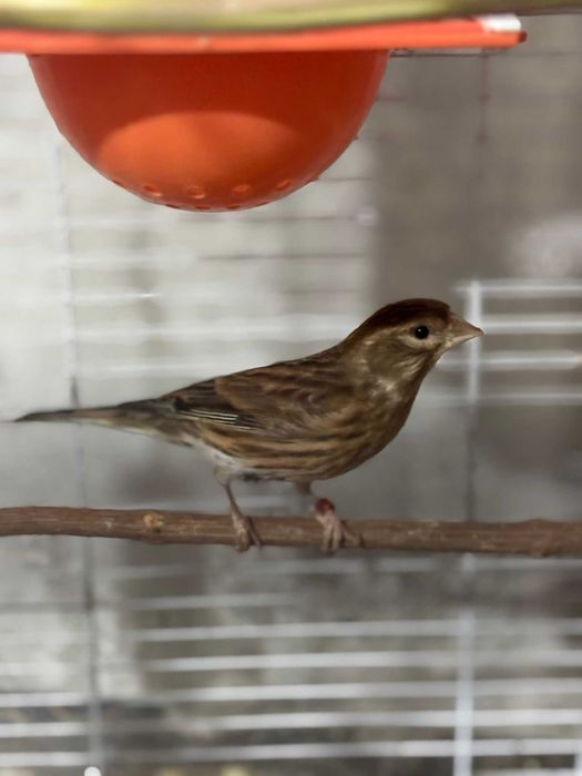 Canarita de vanzare.