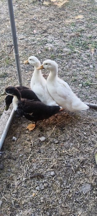Boboci de rată (de carne)