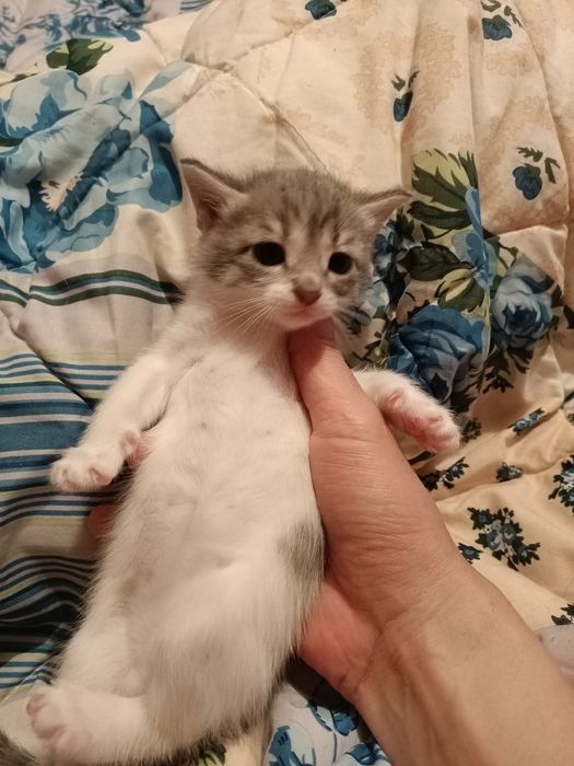 Добрые руки котенки