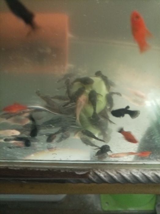 Аквариумни рибки-Анцитруси,Гупи,Молинези