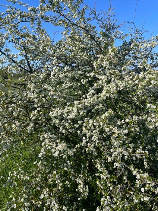 Продава се Земеделски имот в с. Константиново, Област Варна -  кв.м за 1659 €/дка - Снимка #3