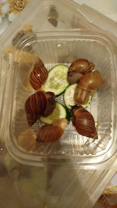 Африканские Улитки ахатины