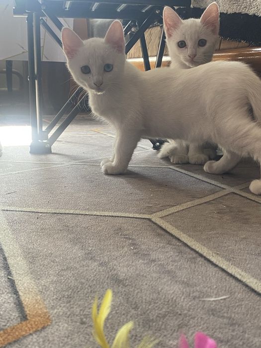 Милые котятки в добрые руки!!!