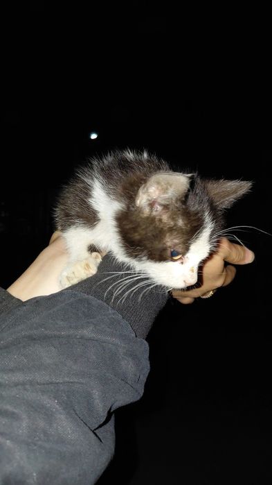 Отдам котёнка мальчик