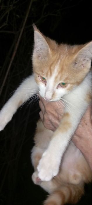 Отдам котят даром!