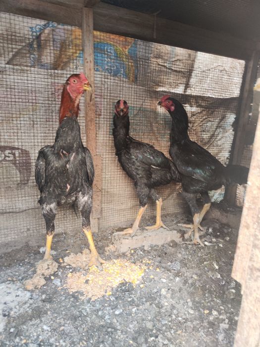 Бойцовый Дакан Куры 1+2