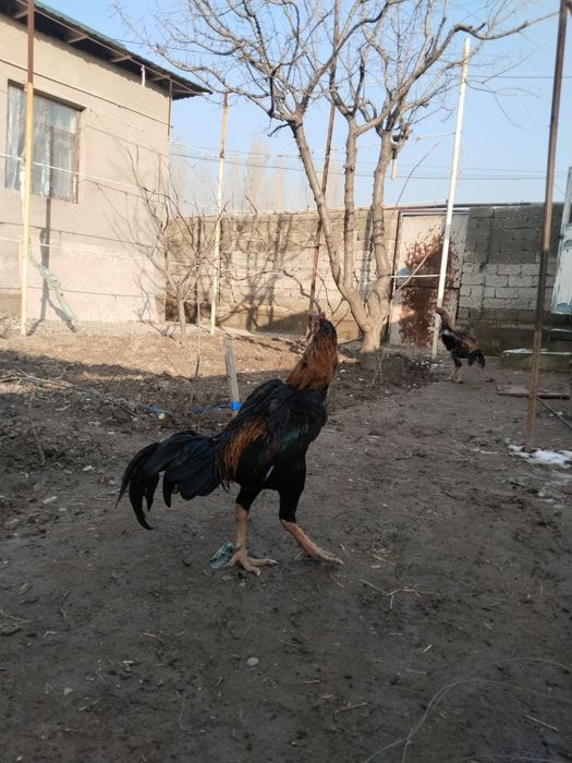 dakan horoz дакан хороз