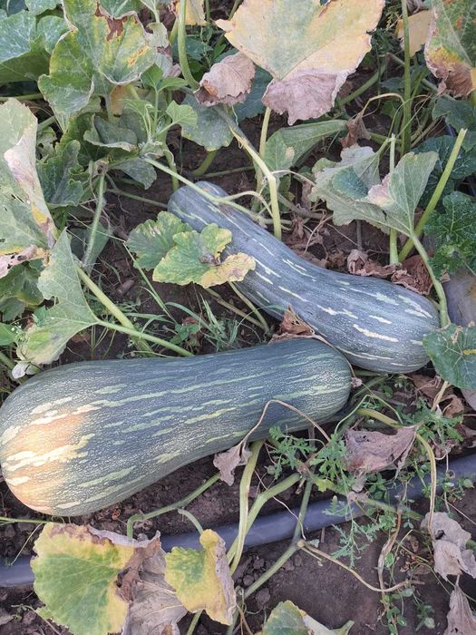 Dovleac Placintar Dovleac De Placinta