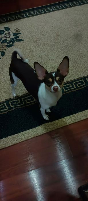 Пропал Пёс по кличке Йосик