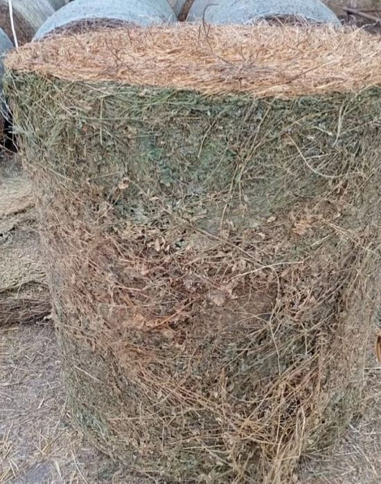 Baloti lucernă 2025