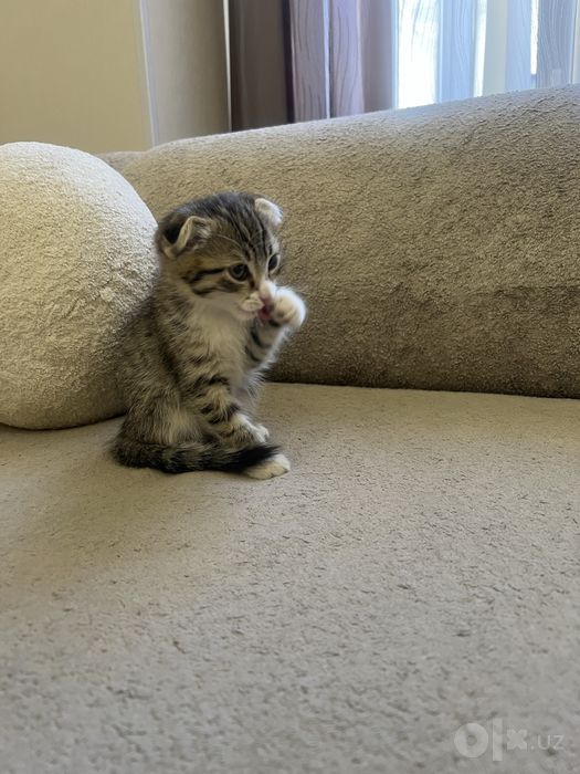 Scottish Fold (Шотланд бурмақулоқ