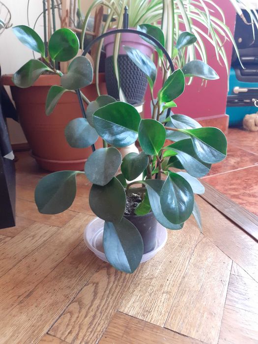 Planta de apartament