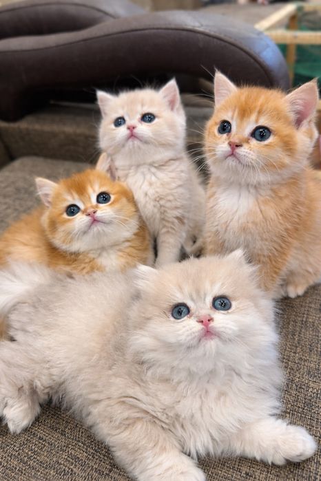 Продаются элитные котяки британцы