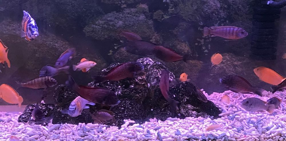 Цикхлиды в продаже.