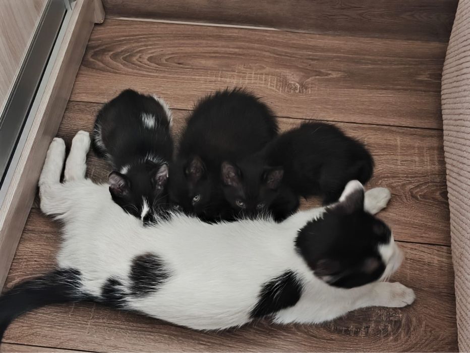 Отдам котят, кошку в добрые руки