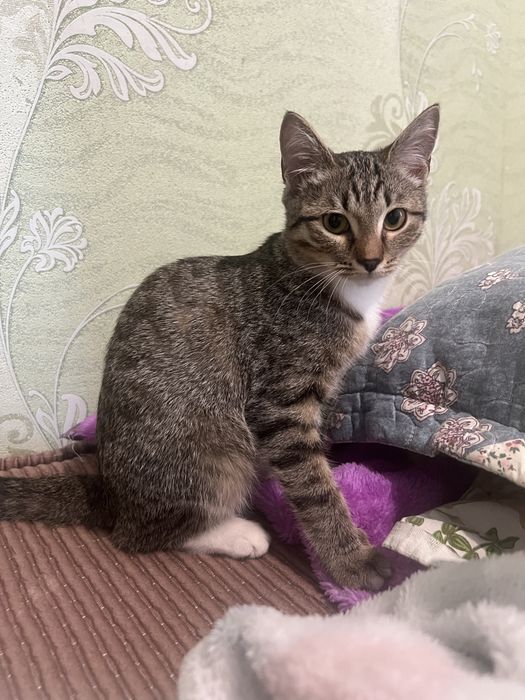 Кошка девочка серая