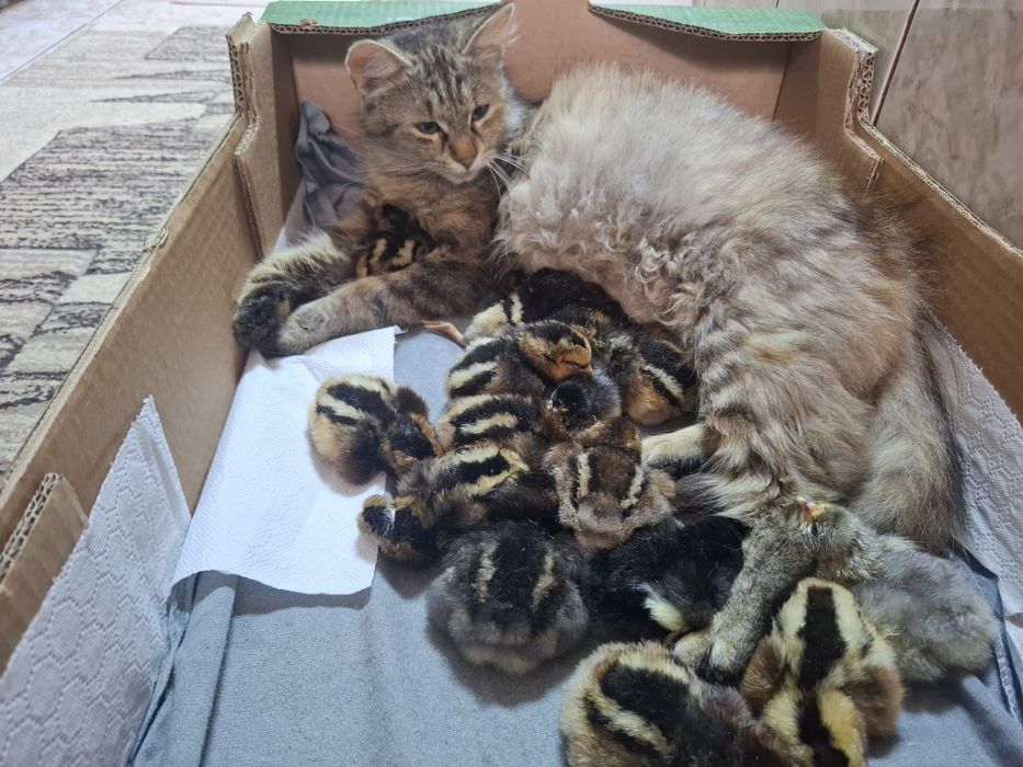 Puii Araucana Potârnichiu  Sălbatic