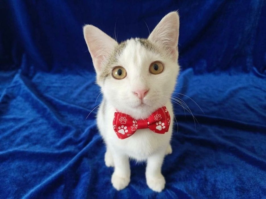 Котик интеллигент