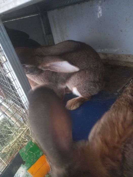 Куенлар сотилади