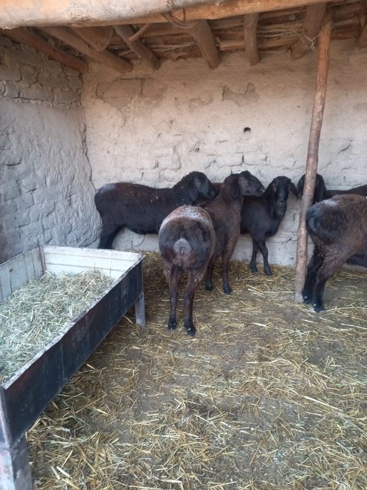 Hizori qõylar 1 qoringa buğoz