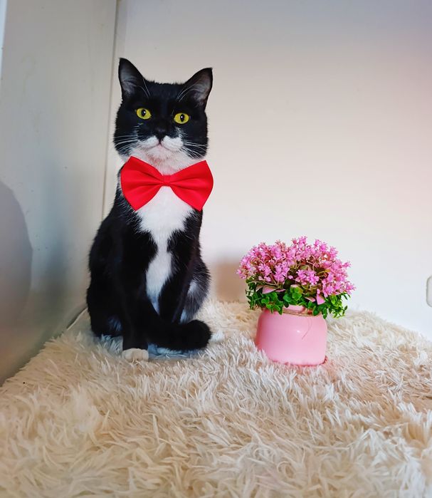 Котик в добрые руки