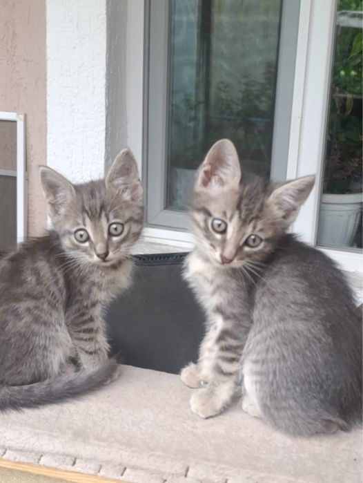 Котята ухоженые