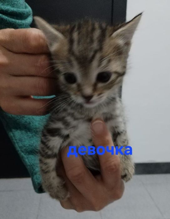 Красивые котята в добрые руки